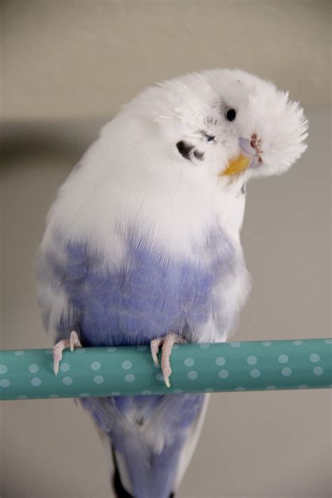 White Blue Budgie Free Stock Photo | FreeImages