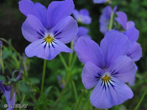 Sysbio, Base de données de systématique - Viola hispida (Violette de Rouen)