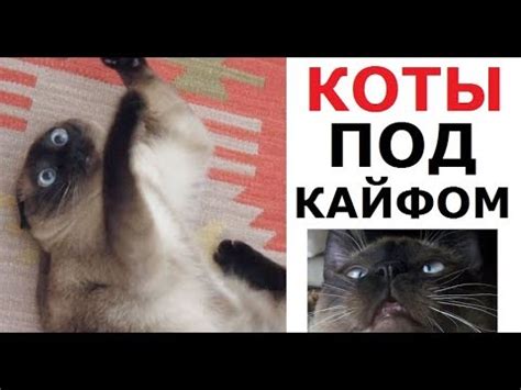 Лютые КОТЫ-АЛКАШИ. Обожрались кошачьей мяты и ловят кайф - YouTube