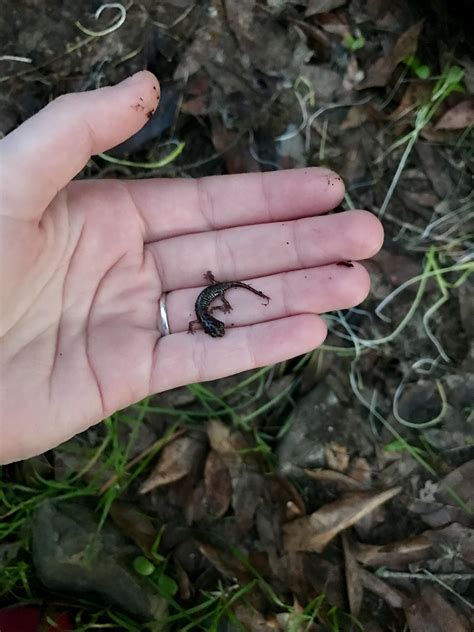 Tiny salamander friend : r/tinyanimalsonfingers