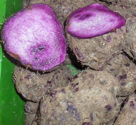 travels    cecilia brainard philippine cooking ube