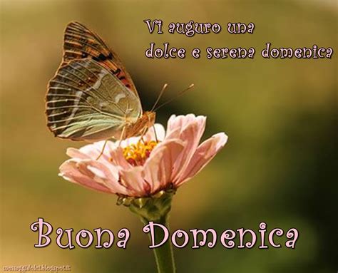 BUONA DOMENICA FRASI | MESSAGGI DOLCI