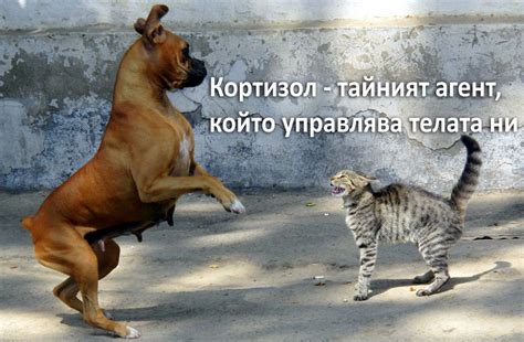 Кортизол - неговата роля при стрес, възпаление и индикации за диетична ...