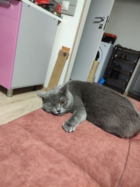 Создать мем "кот серый, британская кошка, кошка" - Картинки - Meme ...