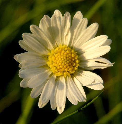 Bellis perennis (Asteraceae) image 8416 at PlantSystematics.org