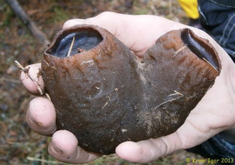 Кром Игорь: Саркосома шаровидная (Sarcosoma globosum)