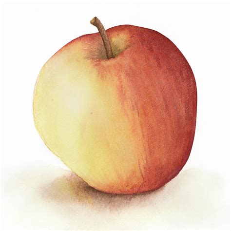 Apple Watercolor Painting at PaintingValley.com | Explore collection of ...