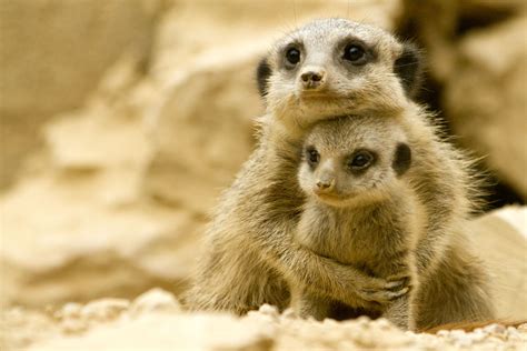 Baby Meerkat / Stokstaartje