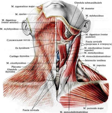 Neck Anatomy. Muscles and Fascias. | Anatomía del esqueleto humano ...