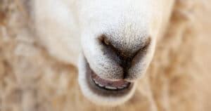 Sheep Teeth (how they grow, and what they tell you) - RaisingSheep.net