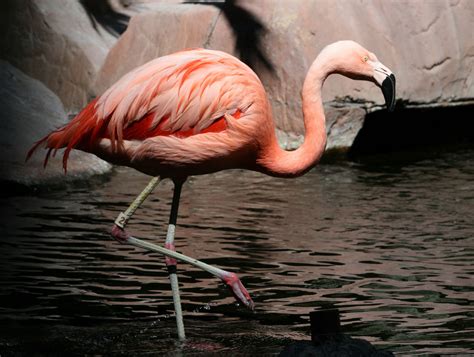 Birds of The World: Flmingos (Phoenicopteridae)