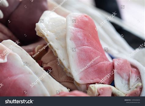 study anatomy human histological sample human stock photo edit