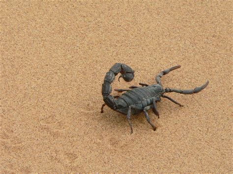 scorpion enclosures critterzone usa blogs
