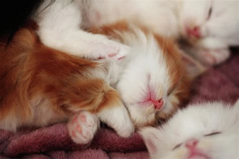 A bunch of kittens sleeping Photograph by Angela Emanuelsson | Fine Art ...