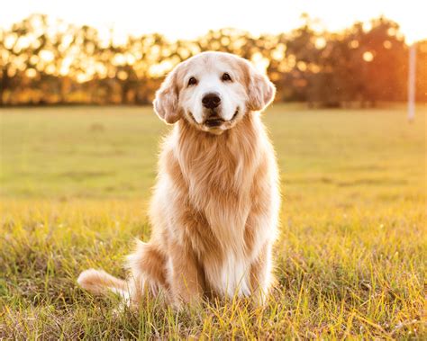 Why Are Dogs So Friendly? Science Now Has An Answer - Modern Dog Magazine