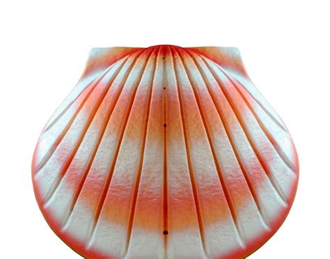 zien en weten schelp