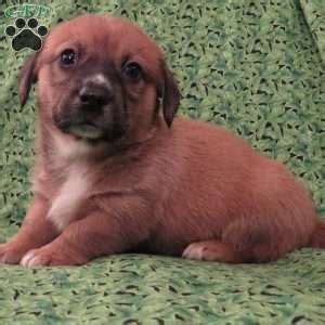 Dorgi Puppies For Sale | Greenfield Puppies