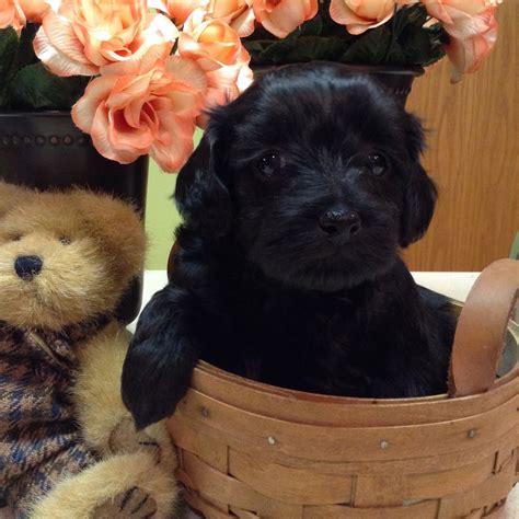 Pin by Sharon N on Teddy Bear Puppies | Teddy bear puppies, Bear puppy ...