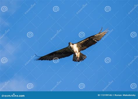 Ospreys Catching FishIsolated Flying Osprey. Sky Background Western Osprey Pandion Haliaetus ...