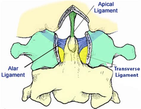 Occiput Atlas Joint 4