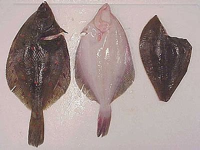 Schollenfischerei