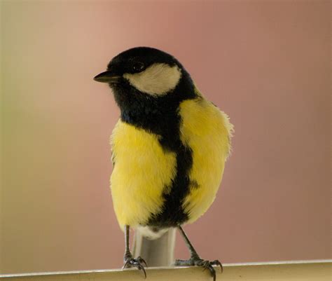 1920x1080 wallpaper | yellow and black bird | Peakpx