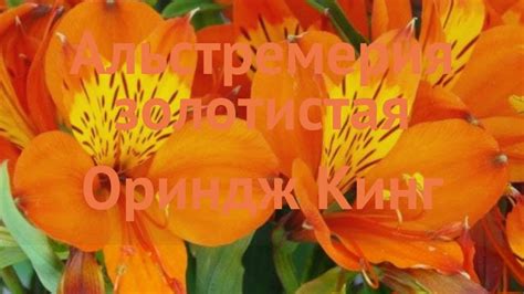 Лилия золотистая Ориндж Кинг (orange king) 🌿 обзор: как сажать, саженцы ...