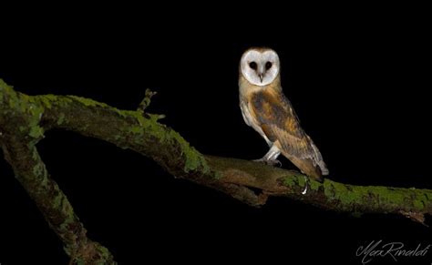 Tyto alba (Barn Owl) | JuzaPhoto
