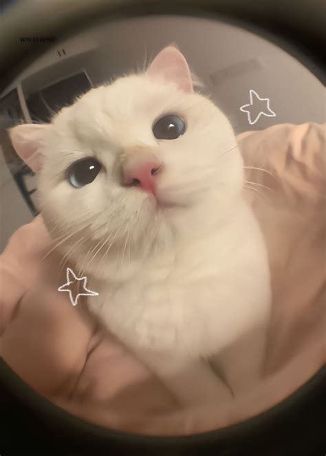 Cat tastic moments silly cat profile pic inspirations pfp cat cat icon ...