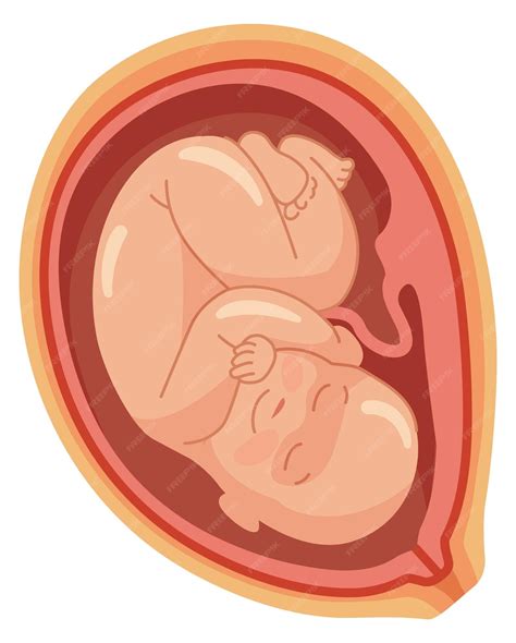 Bebê no ícone do útero ilustração médica da gravidez útero humano | Vetor Premium