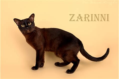 ZARINNI