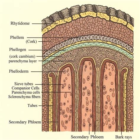 include rhytidome outer bark phellem cork phellogen cork stock