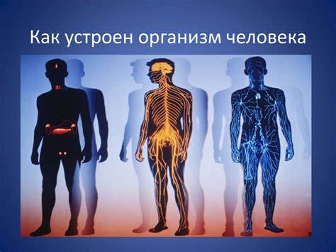 Как устроен организм человека - презентация онлайн