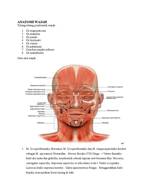 anatomi wajah  axon primate anatomy