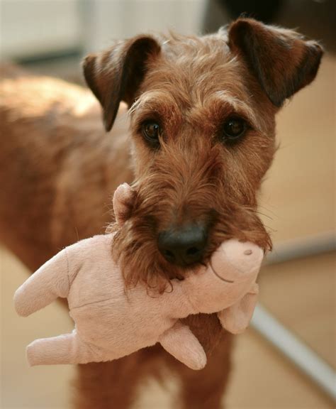 How to train a dog not to bark?