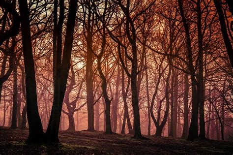 Premium Photo | Mystical forest in autumn