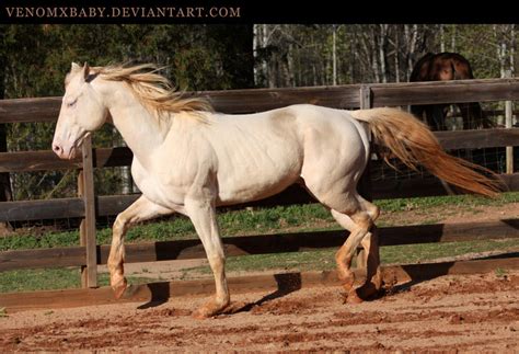 perlino stallion 2 by venomxbaby on DeviantArt