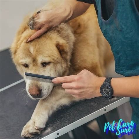 Giant Alabai Dog Breed: Central Asian Shepherd Dog - PETCARESURE