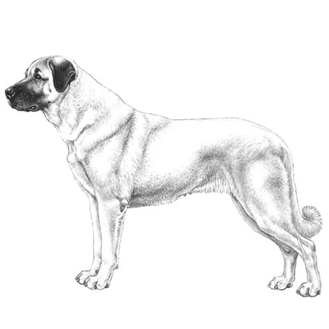 Anatolian Shepherd Dogs: Dog breed info, photos, common names, and more ...