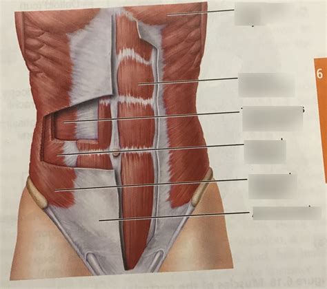 Muscles of the abdominal wall Diagram | Quizlet