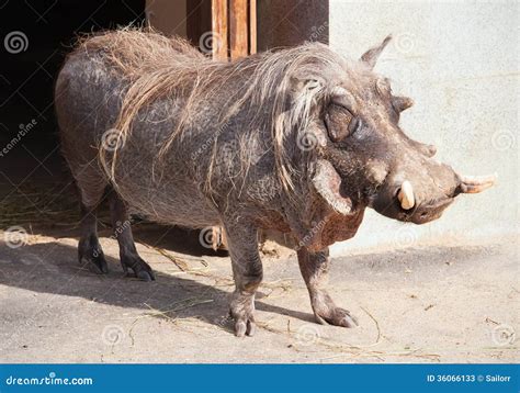 Facoquero imagen de archivo. Imagen de fauna, meridional - 36066133