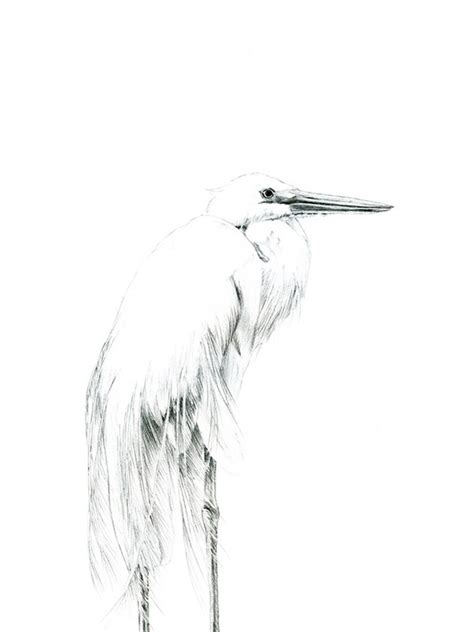 Great White Heron, Heron Painting, Heron Art, Home Decor, Egret Drawing ...