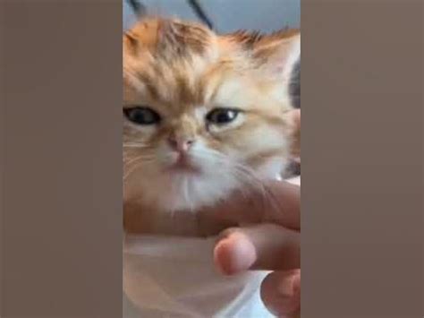 Мяу 🐈 Мяу мяу мяу мяу мяу мур мур мяу мяу мур 😻 - YouTube