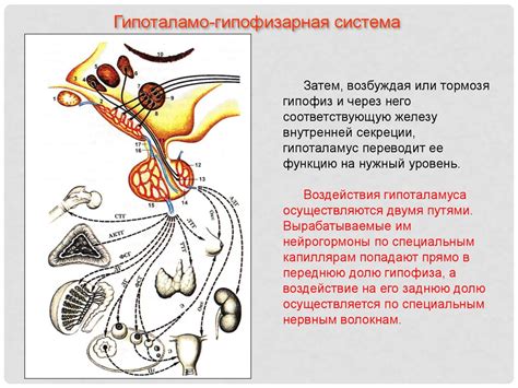 Гипоталамо-гипофизарная система - презентация онлайн