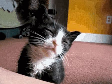 funny animals funny animal gif | WiffleGif