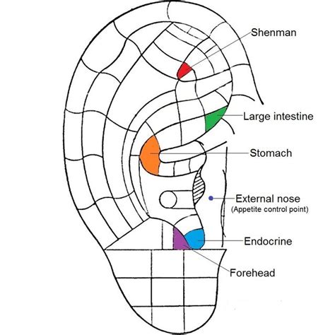 posterior auricular anatomy  scientific diagram