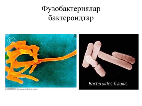 Ауыз қуысының микрофлорасы - презентация онлайн