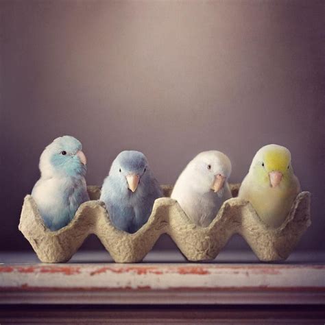 Pin by flora fauna on Donne, bambini,animali | Animal photography, Cute ...