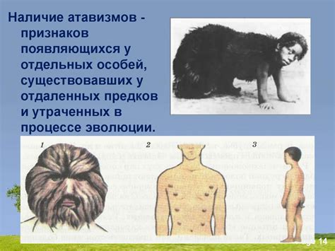 Палеонтология и эволюция - презентация онлайн