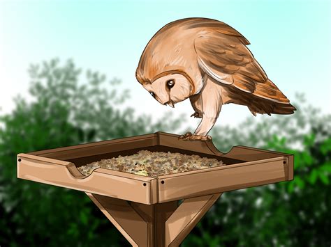 How To Attract Barn Owls To Your Garden : 7 Ways to Keep Mice Out of